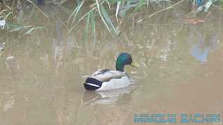Canard colvert